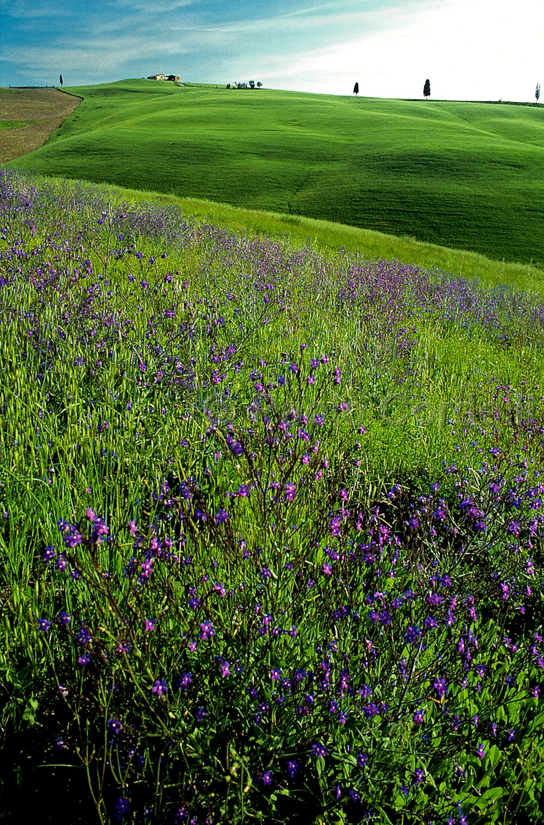 Hills, Tuscany, Italy
(cod:Tuscany 12)